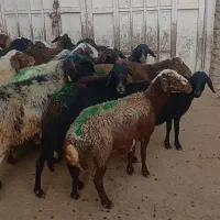 میش داشت