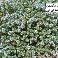 میخواهی کبد چرب ،یبوست را راحت درمان کنی|خوردنی و آشامیدنی|لردگان, |دیوار