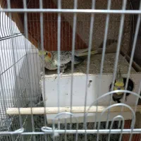 عروس هلندی
