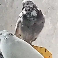 کبوتر باخت رفته.