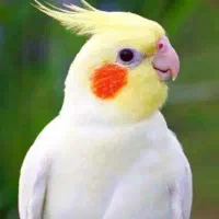 عروس هلندی فرا..ر کرده