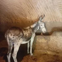 فروش ماده الاغ درجه یک