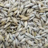 جوبذری|عمدهفروشی|مینودشت, |دیوار