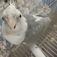 عروس هلندی سخنگو