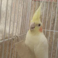 عروس هلندی مولد