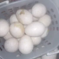 تخم بوقلمون