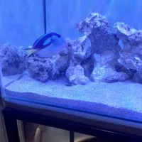 ماهی ابشور (جراح بلوتانک)