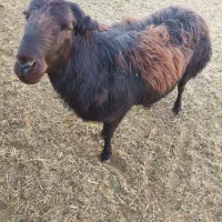 شیشک نر|حیوانات مزرعه|بسطام, |دیوار