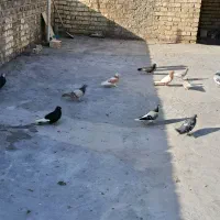 کبوتر|پرنده|شیراز, شهرک مهرگان|دیوار