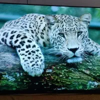 تلویزیون ال ای دی ۵۰اینج مدیا استار فورکی اندروید