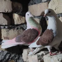 ی جفت نرو ماده پشدار قرمز|پرنده|معصومیه, |دیوار