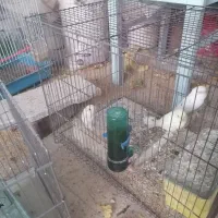 مرغ عشق با جوجه|پرنده|مروست, |دیوار