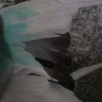 دوکت ماده بلندگرد|پرنده|ملایر, |دیوار