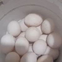 تخم مرغ گلین اصل