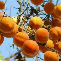 پیش فروش نهال خرمالو سیبی لیبل دار