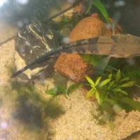 ماهی چانا سر ماری|ماهی|مشهد, ابوذر|دیوار