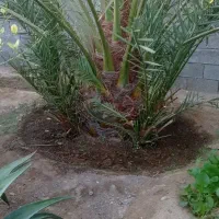 س نخل دمیت بریمی درجه یک خارک کپول