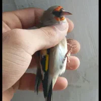 سهره کرمونی  کهنه|پرنده|نوشهر, |دیوار