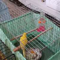 فروش ۸ عدد قناری و ماده آماده تخم گذاری|پرنده|اسلامشهر, مظفریه|دیوار