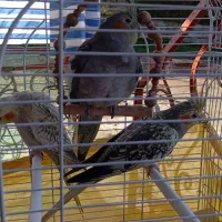 3تا عروس هلندی یکی نر 2تا ماده|پرنده|سنگر, |دیوار