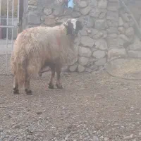 با سلام قورچ کردی