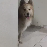 دنبال هاسکی ماده برای جفت گیری|سگ|اصفهان, شهریار|دیوار