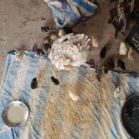 مرغ محلی با جوجه