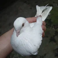 کبوتر پرشی و نقش