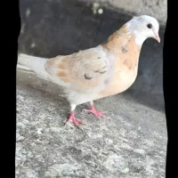 سلام داداشا عکس نمایشی هست