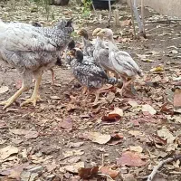 جوجه لاری اصیل