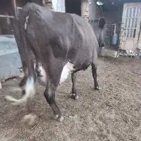 گاو شیری فروشی ۲۸کیلو شیر|حیوانات مزرعه|دلیجان, |دیوار