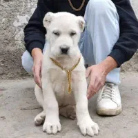 آلابای روس اصیل با ضمانتنامه|سگ|اصفهان, میرعماد|دیوار