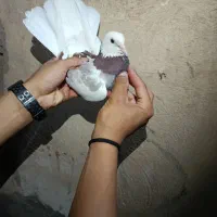 کفتر یا کبوتر