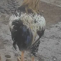 مرغ و خروس