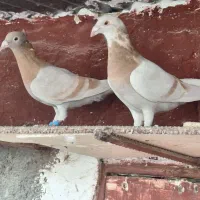 کبوتر|پرنده|برازجان, |دیوار