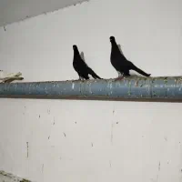 کبوتر طوقی هفرنگ و دم سفید و دوکت و بلژیکی|پرنده|رشت, جماران|دیوار