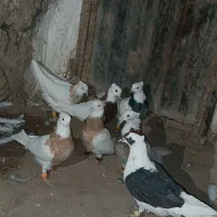 کبوتر طوقی|پرنده|ابهر, |دیوار