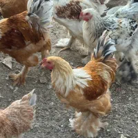 مرغ و خروس زینتی