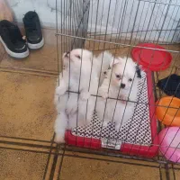 سگ شیتزو|سگ|ورامین, ورامین|دیوار