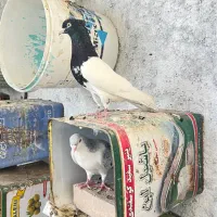 جفت نروماده کله سیاه