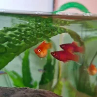 ۲ عدد آنجل بلوگارنین و ۱۰ عدد پلاتی خونی|ماهی|ری, دولتآباد|دیوار