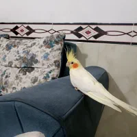 عروس هلندی لوتینو