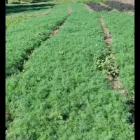 سبزی خورشتی