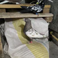 کبوتر گرفتنی