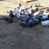کبوتر