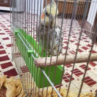 عروس هلندی|پرنده|خمینی‌شهر, |دیوار