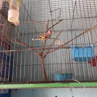 تعدادسهره وسقابرافروش دارم