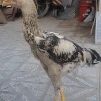 مرغ و خروس لاری