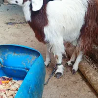 بزخاله ماده چاق