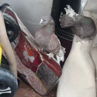 کفتر|پرنده|شیراز, رازی|دیوار